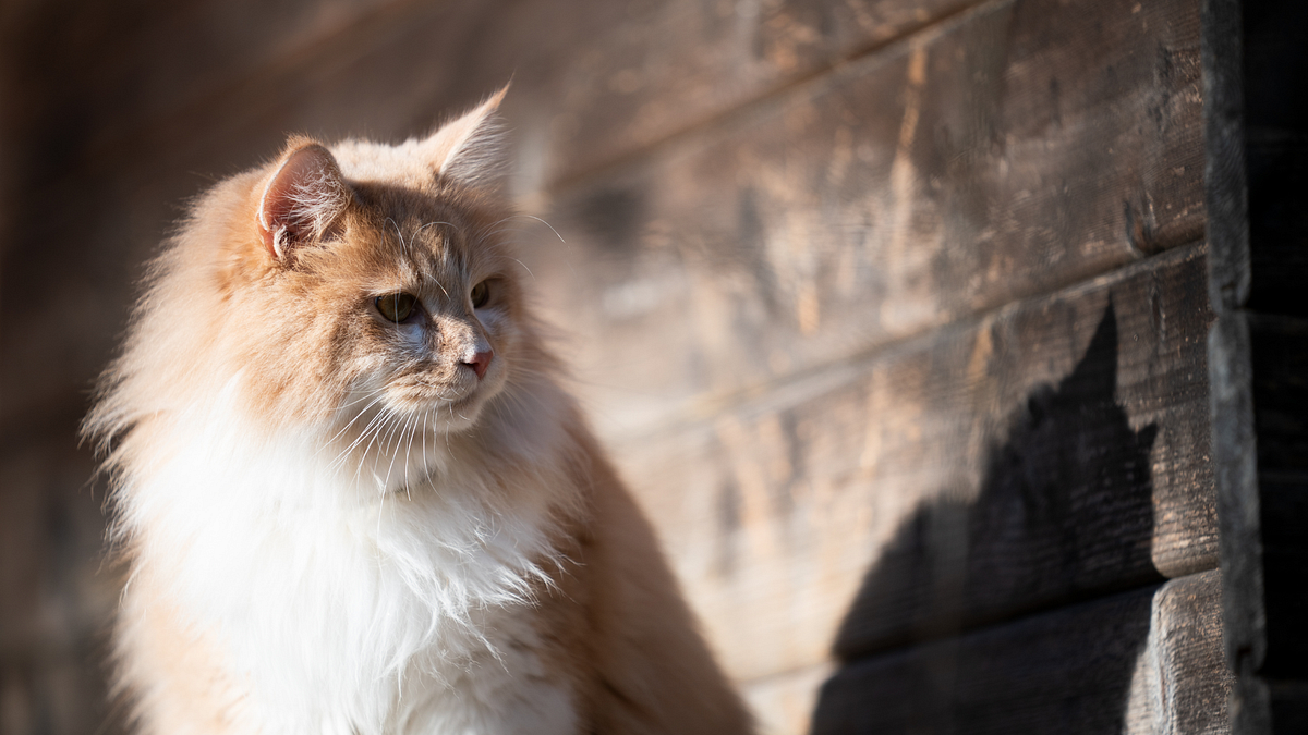 Do Cats Need Sunlight?. Sunlight helps cats regulate their body… by