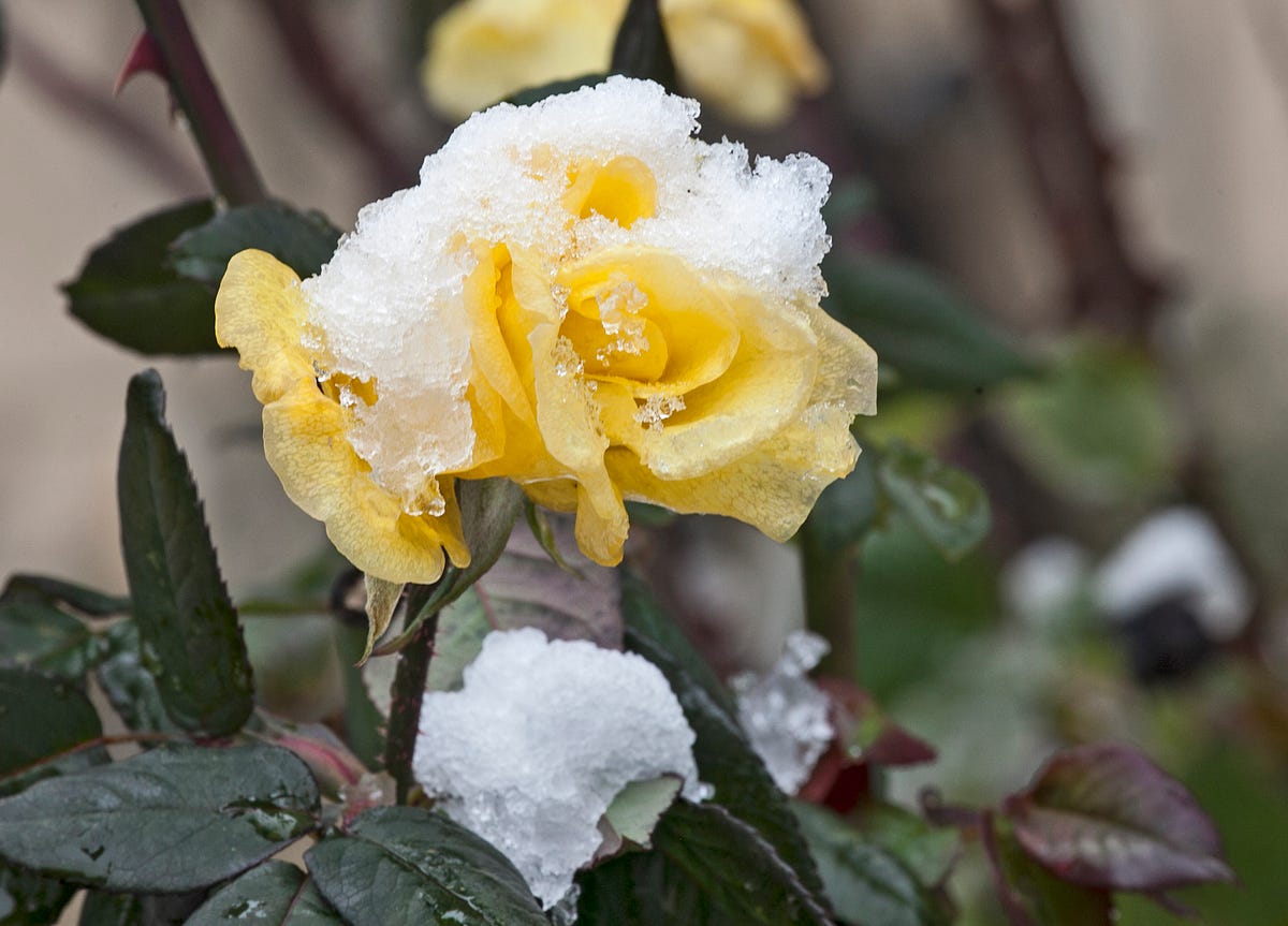 5 Tricks on Capturing the Magic of Spring | Click, Click, PHOTO!