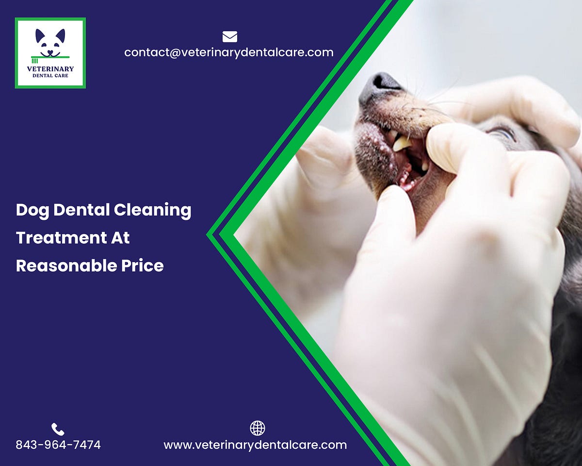 Dog Dental Cleaning Treatment At Reasonable Price Veterinary Dental