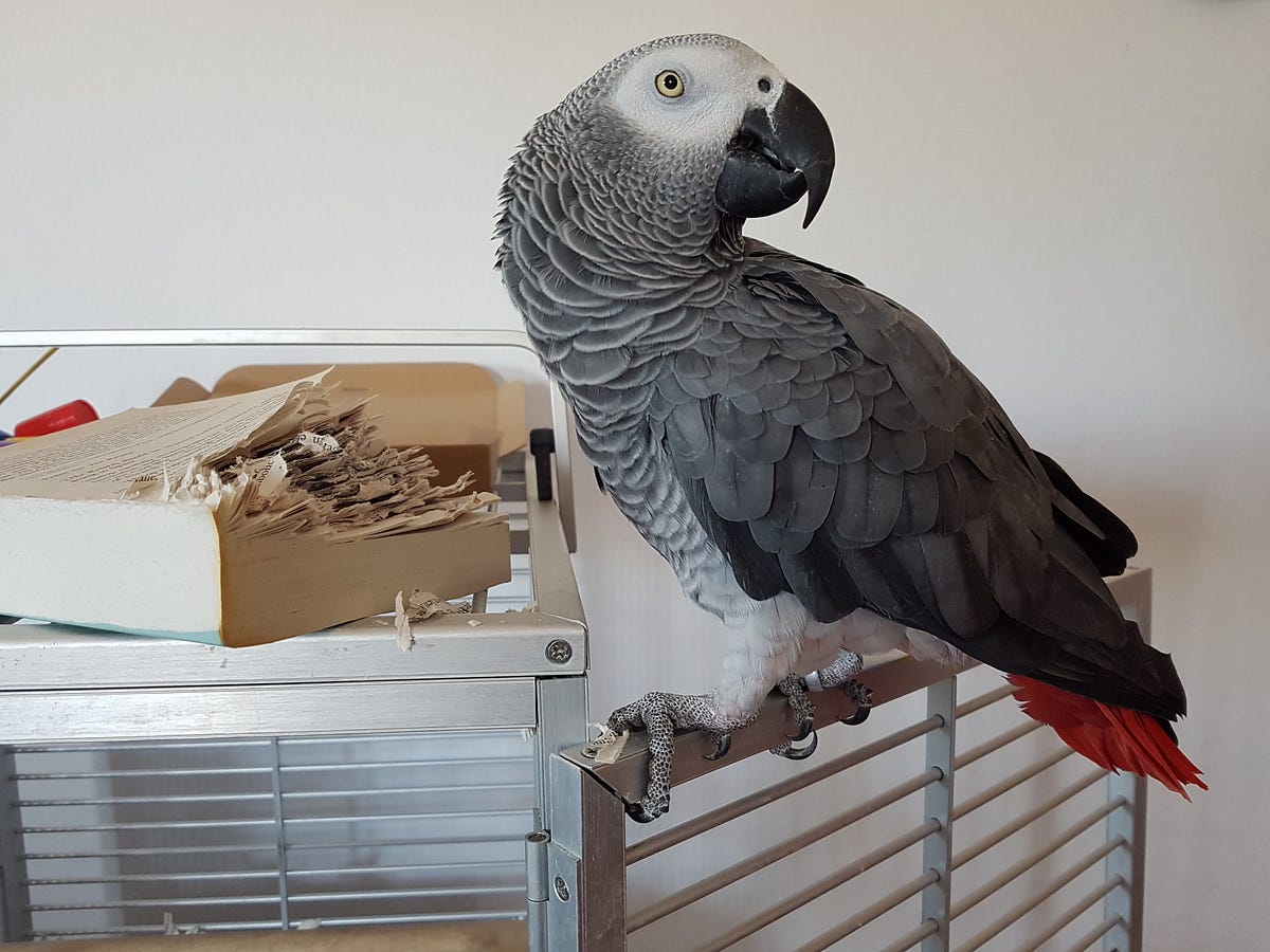 Emigrating from the UK to Spain with dogs and a parrot! by Nancy Benn