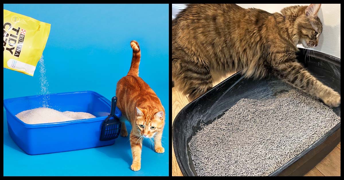 How to Choose the Best Cat Litter for Odor Control ?