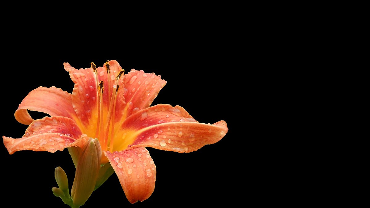 Day Lily. A Poem by Dan Foster Rhyme Zone Medium