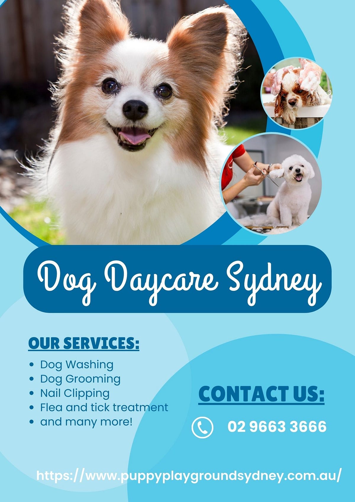 Dog DayCare in Sydney. Our Dog daycare is a great solution for… by