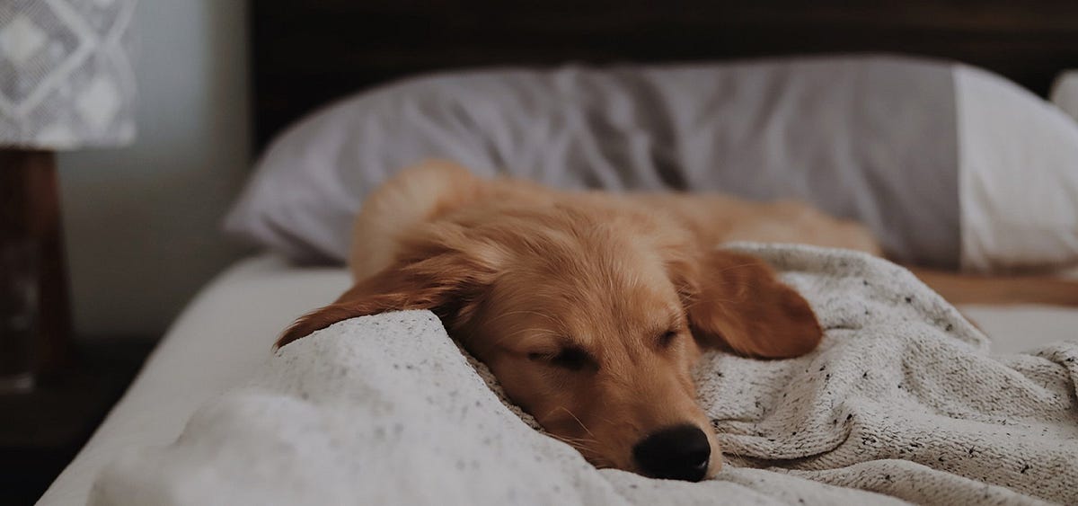 Cane con il mal di pancia come comportarsi by Claudio Andrea La Rosa