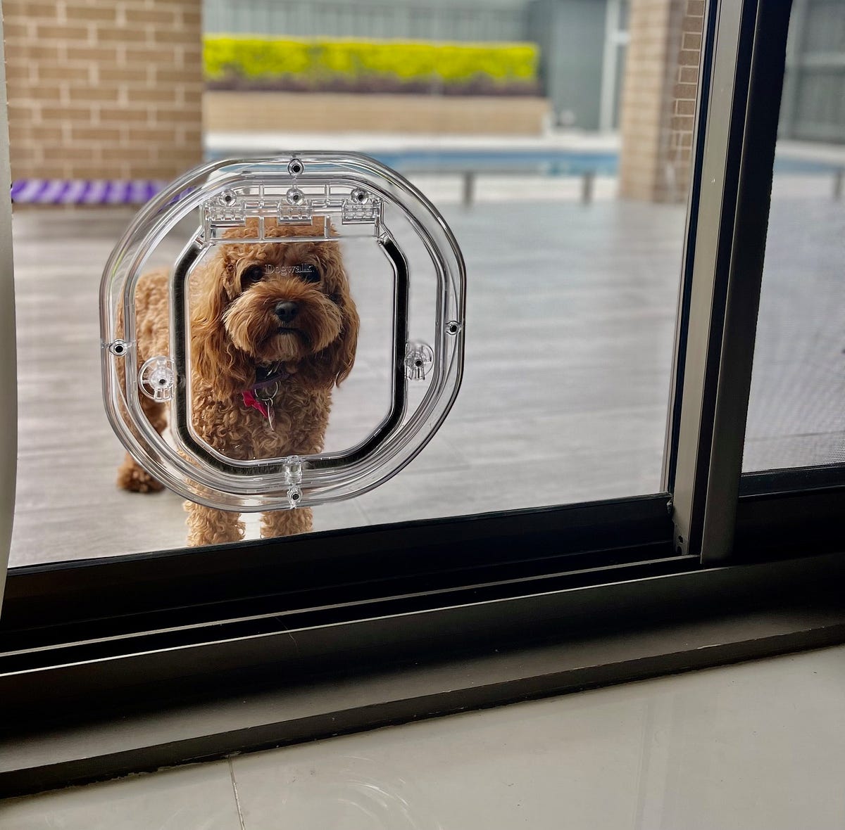 Dog Doors Installation Servcie Sydney Platinumpetdoors.au Platinumpetdoors Medium