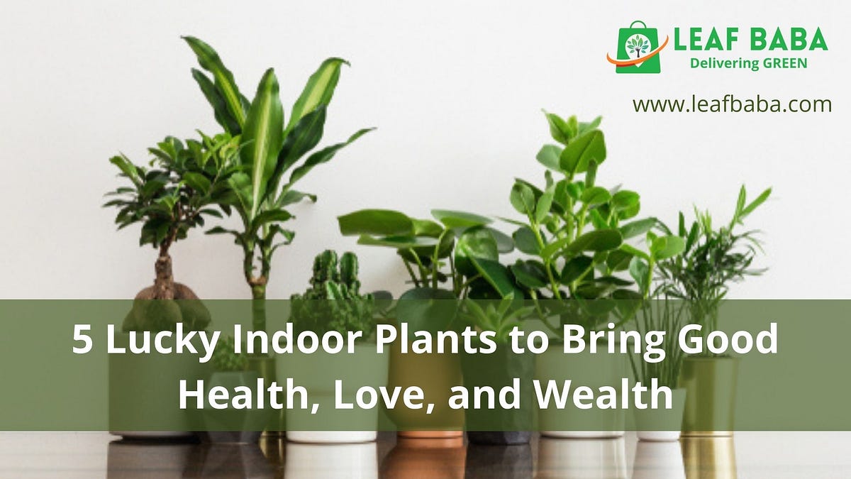 5 Lucky Indoor Plants to Bring Good Health, Love, and Wealth by