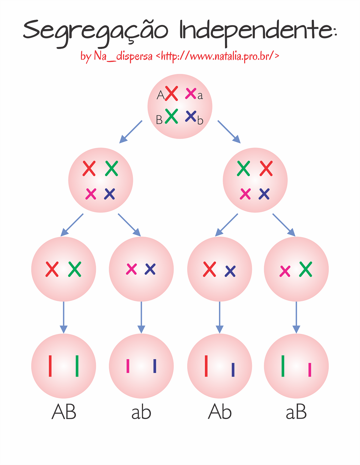 Ligação e Permuta Genética. Vimos na segunda Lei Mendel que quando… by Natália Albieri