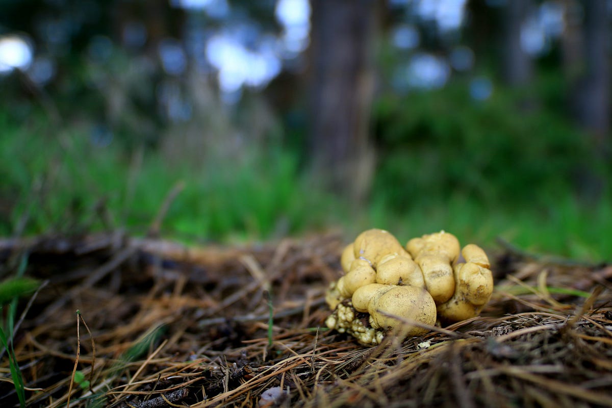 It's All About the Mushroom. A photographic documentary of growing