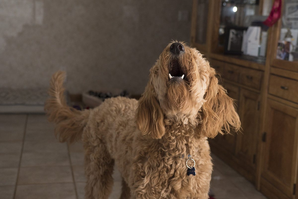 How to make a dog stop barking? This is what experts say! by Jvreeman Medium