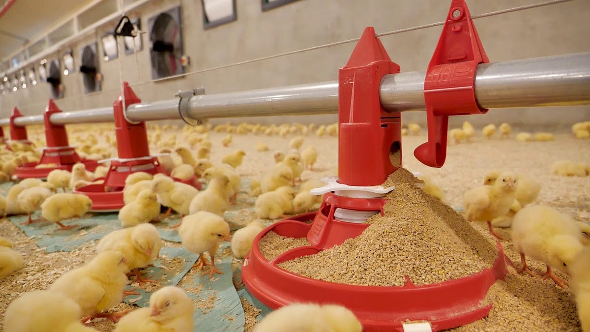 Starter feed is essential for chick growth as it provides enough ... - Linseed Meal For Chick Growth
