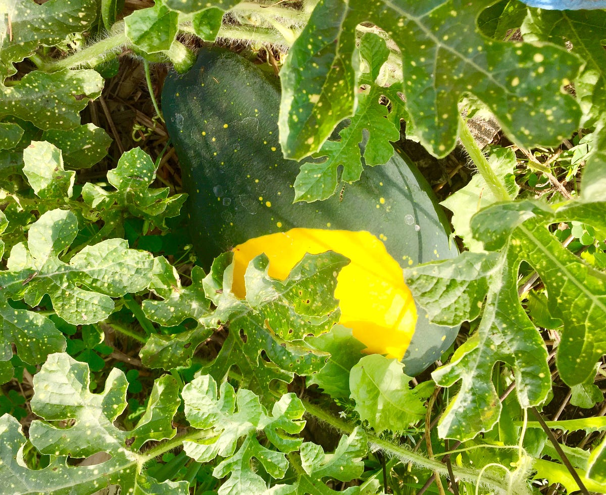 An Antihustle Harvest Moon. A Fall Update from WBC by Emily Willow