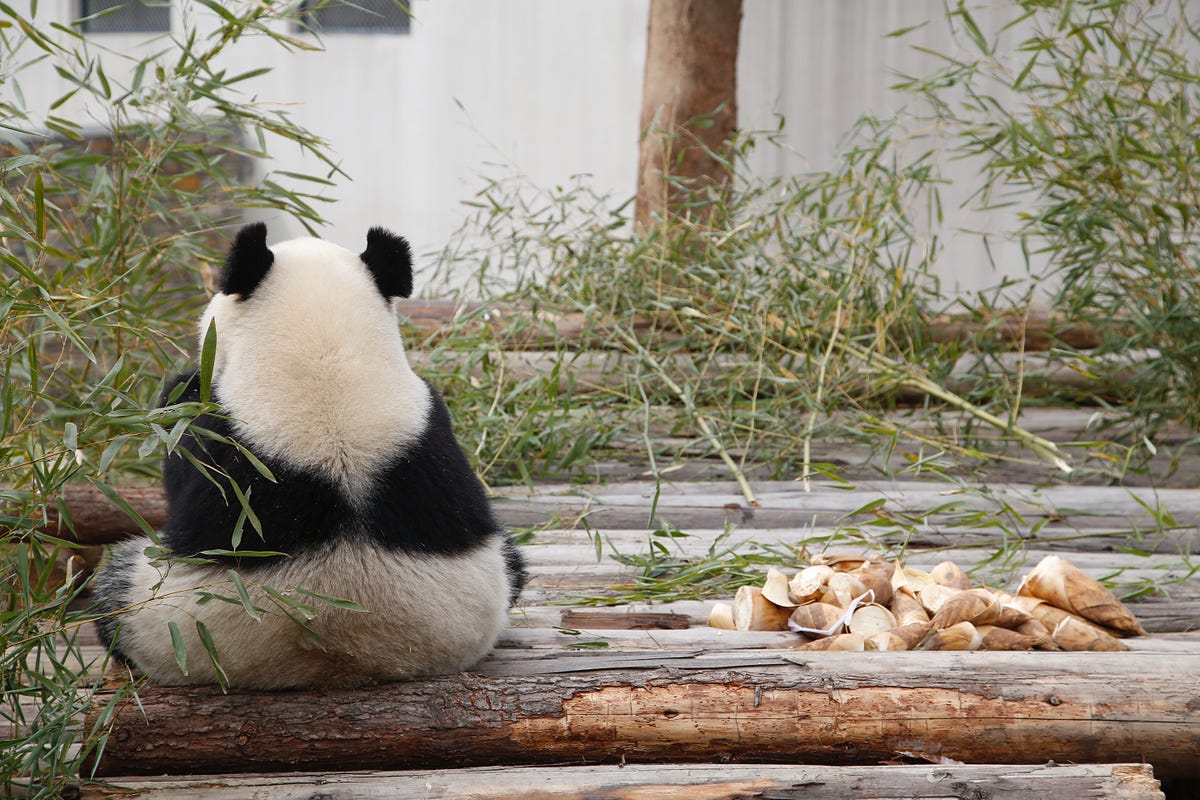 Mastering pandas 100 examples for apply lambda in different