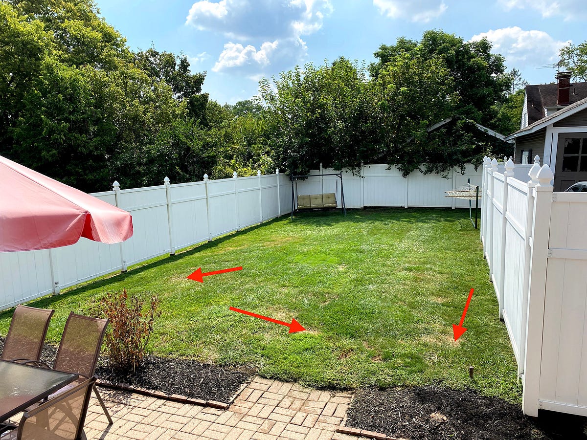 Why Does Dog Pee Kill Grass Medium