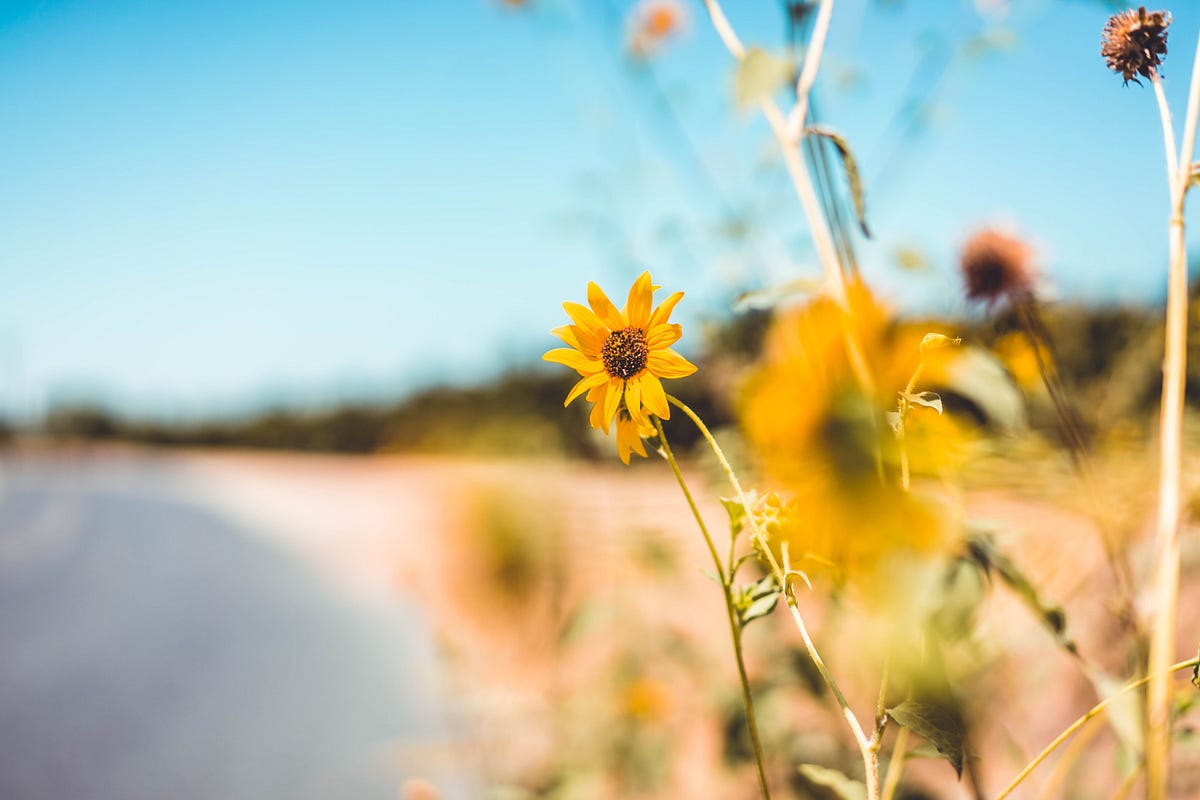 Windmills, Tractors & Endless Cornfields — Venturing Through California