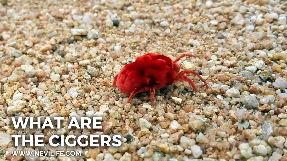 What are Chiggers Bite?. What are Chiggers? Chiggers are nothing… by