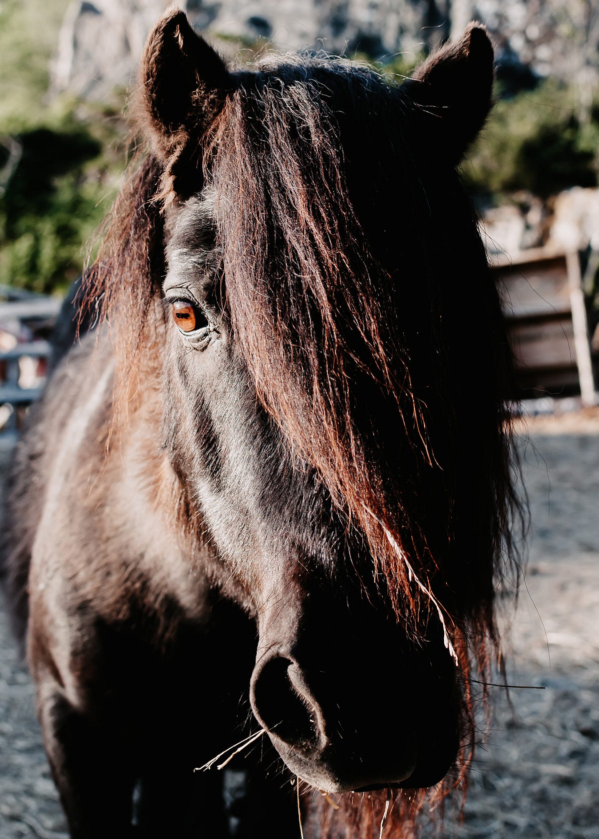 Understanding Fear: Exploring the Psychology Behind Riding Anxiety | by ...