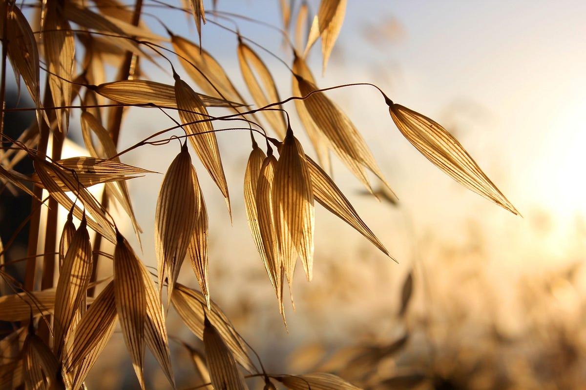 Sowing Your Wild Oats with Oat Straw by Dragon's Miracle Medium