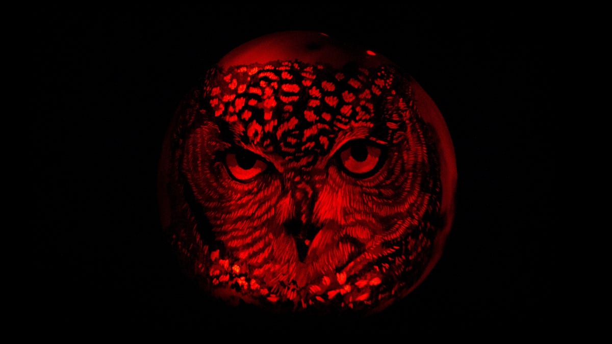 Why it’s believed that owls bring bad luck? by Adonia S. Medium