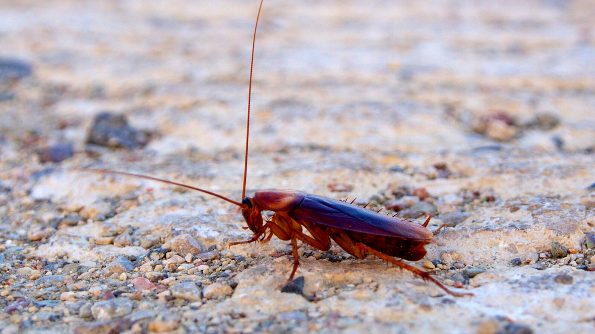 How To Get Rid Of Flying Cockroaches by Ms Heather Whitney Medium