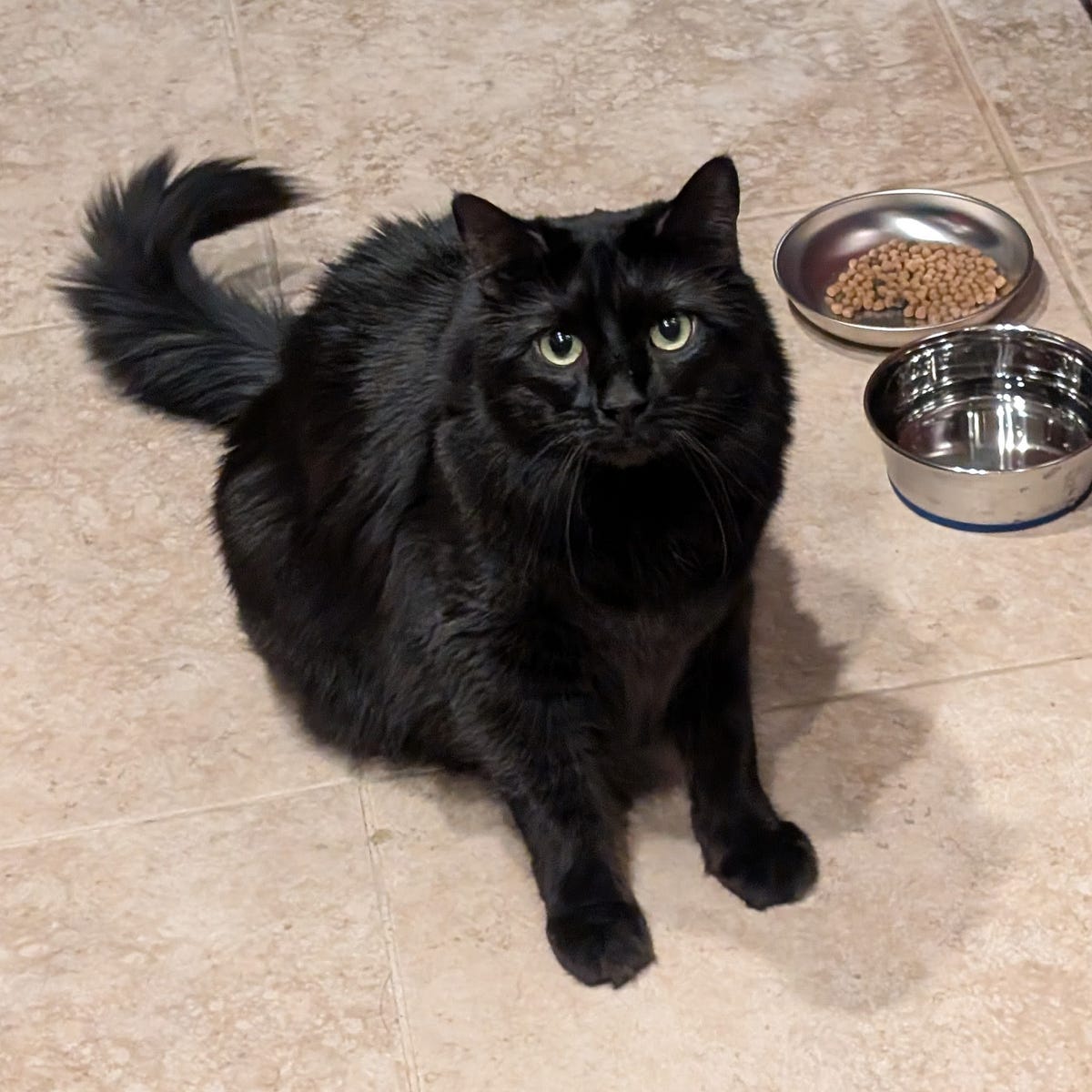 National Black Cat Day. Celebrated annually on October 27th to… by