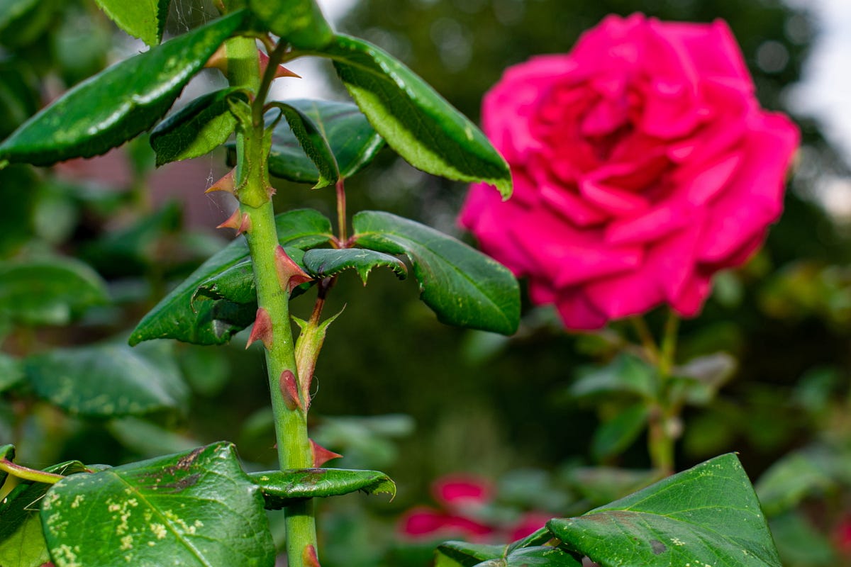 Why Do Roses Have Thorns Unveiling the Nature’s Defense Mechanism by