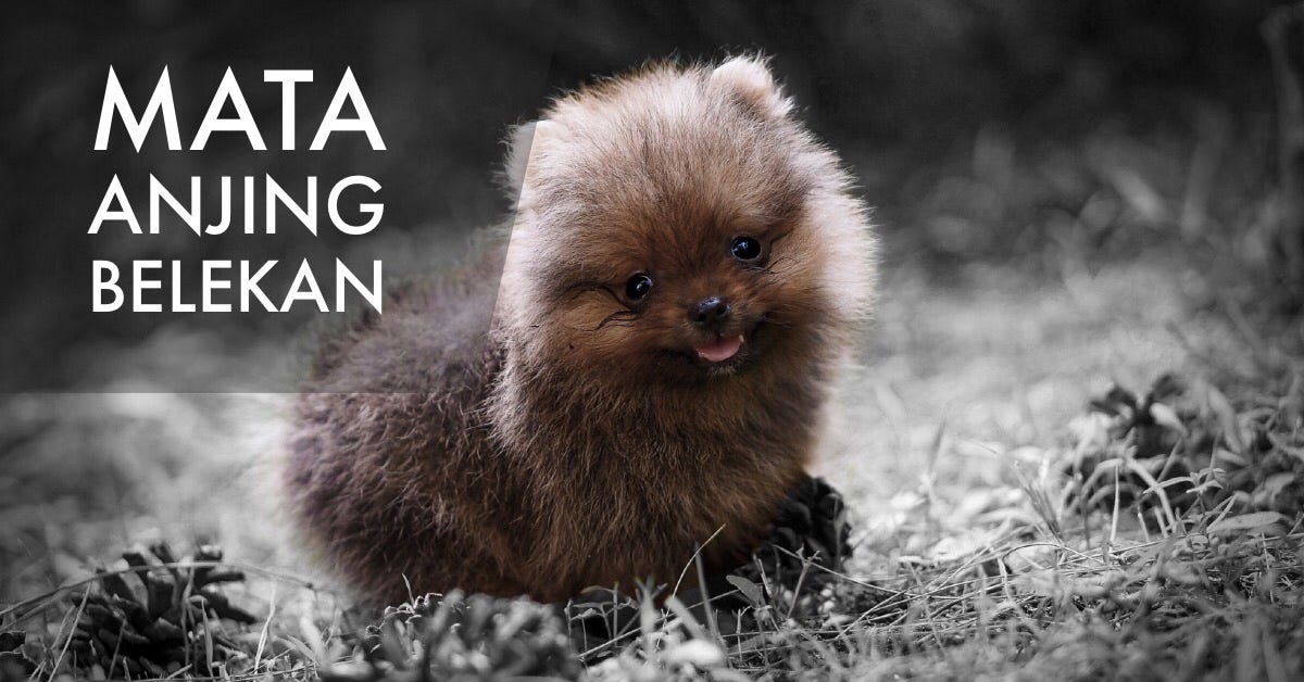 Mata Anjing Belekan