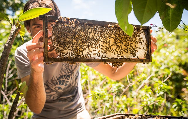 Off Grid Bee Boys make the most of 0.25 acre in Waiohinu, Hawaii 