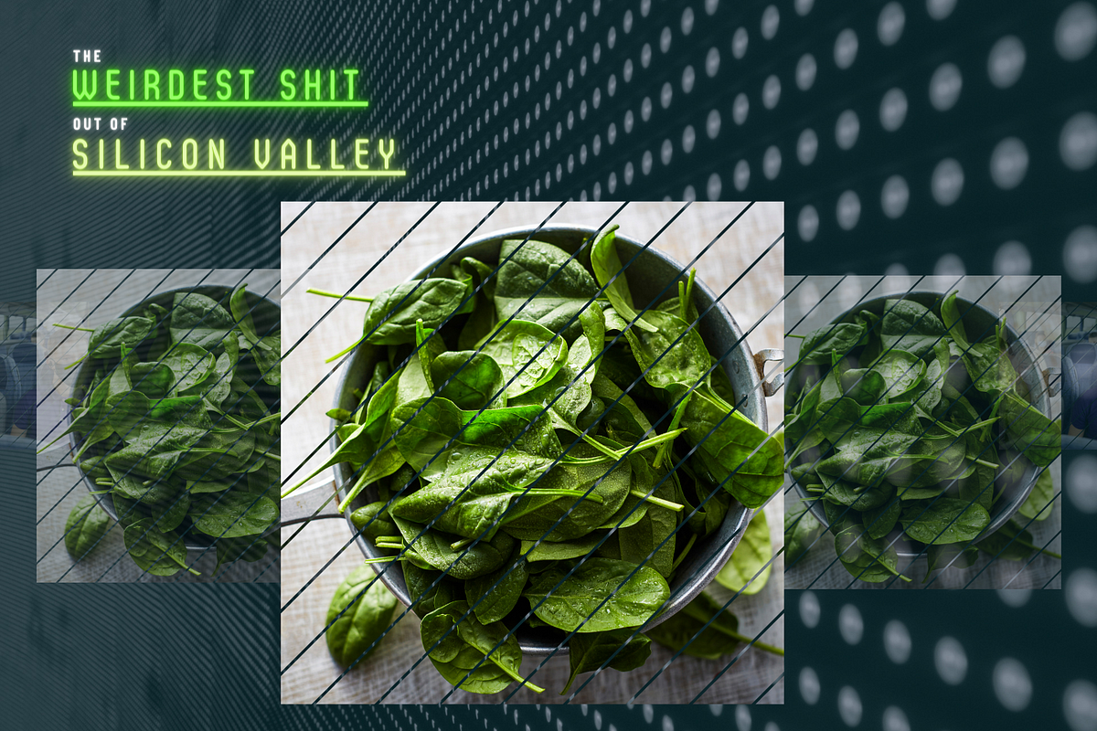 It's True: MIT Researchers Have Taught Spinach to Send Emails | by ...