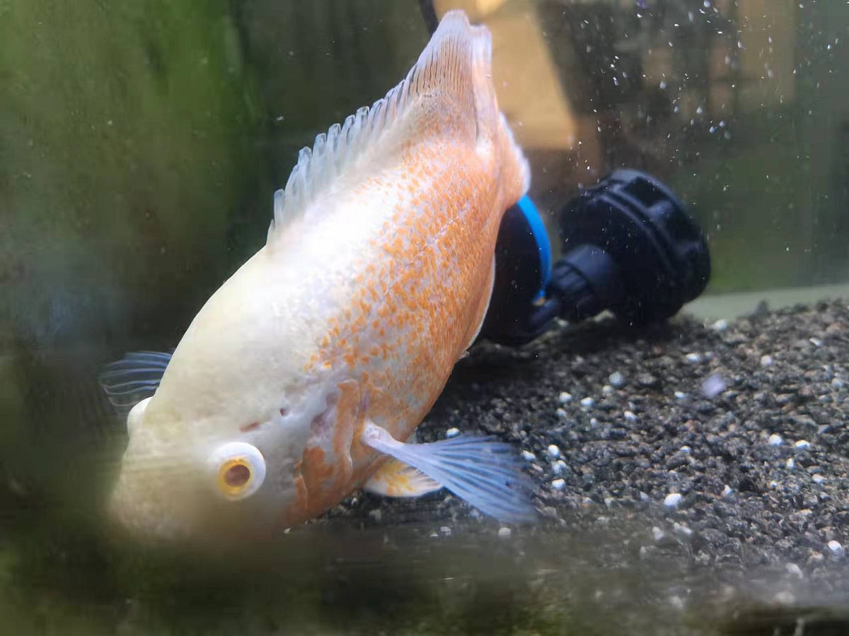 How to Get Rid of Algae in Fish Tank by Aquarium Home Medium