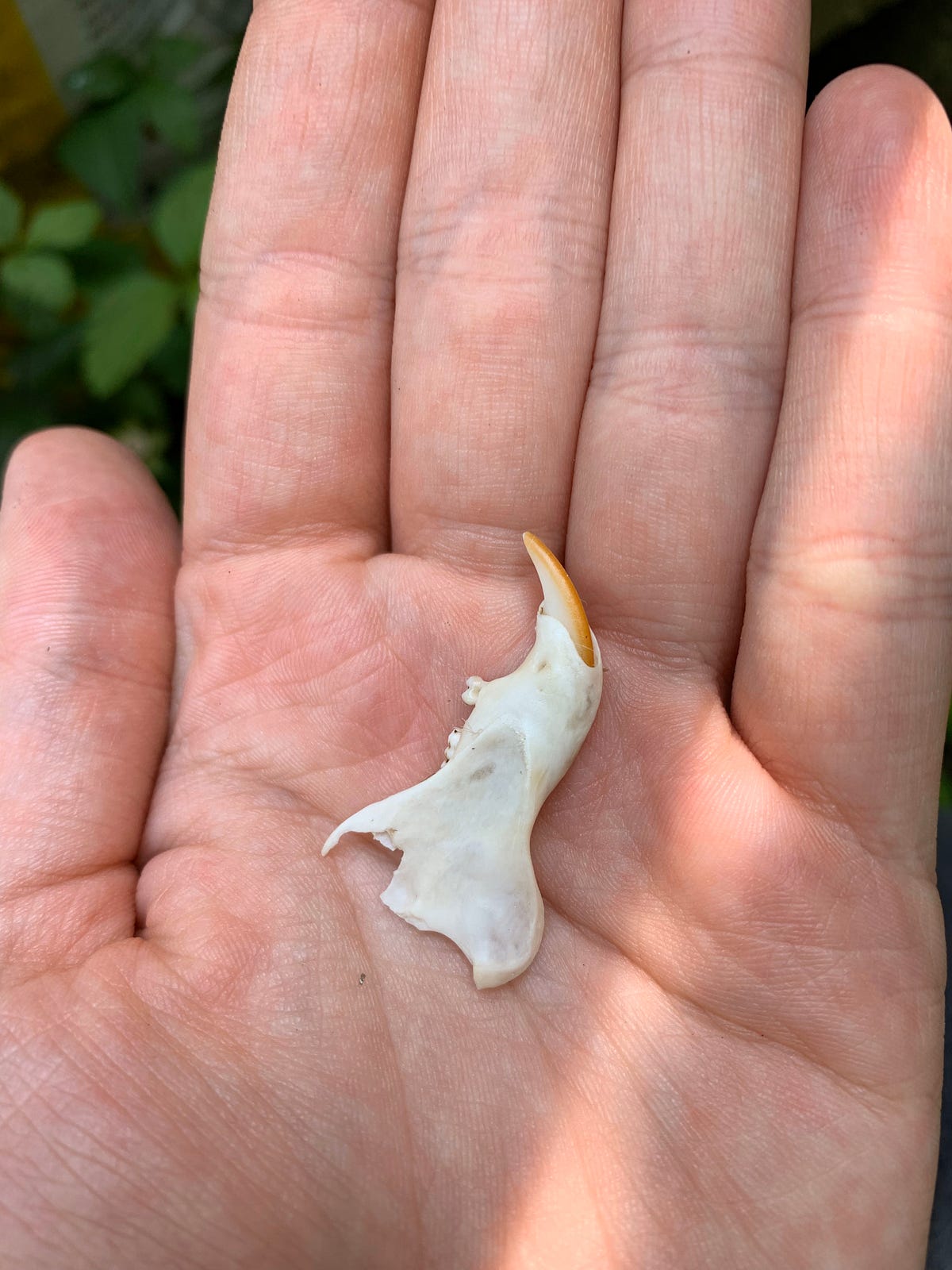 A Beginner’s Basics For Cleaning Bones by Patrick Kuklinski Medium