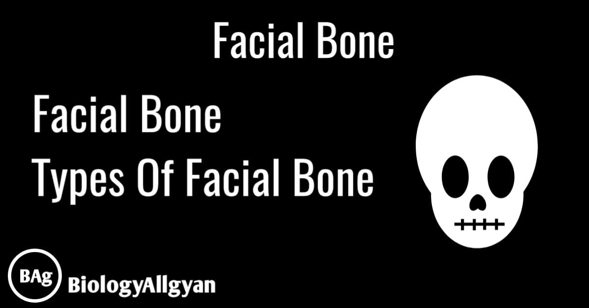 Facial Bone. Facial bones by Vikash singh Medium
