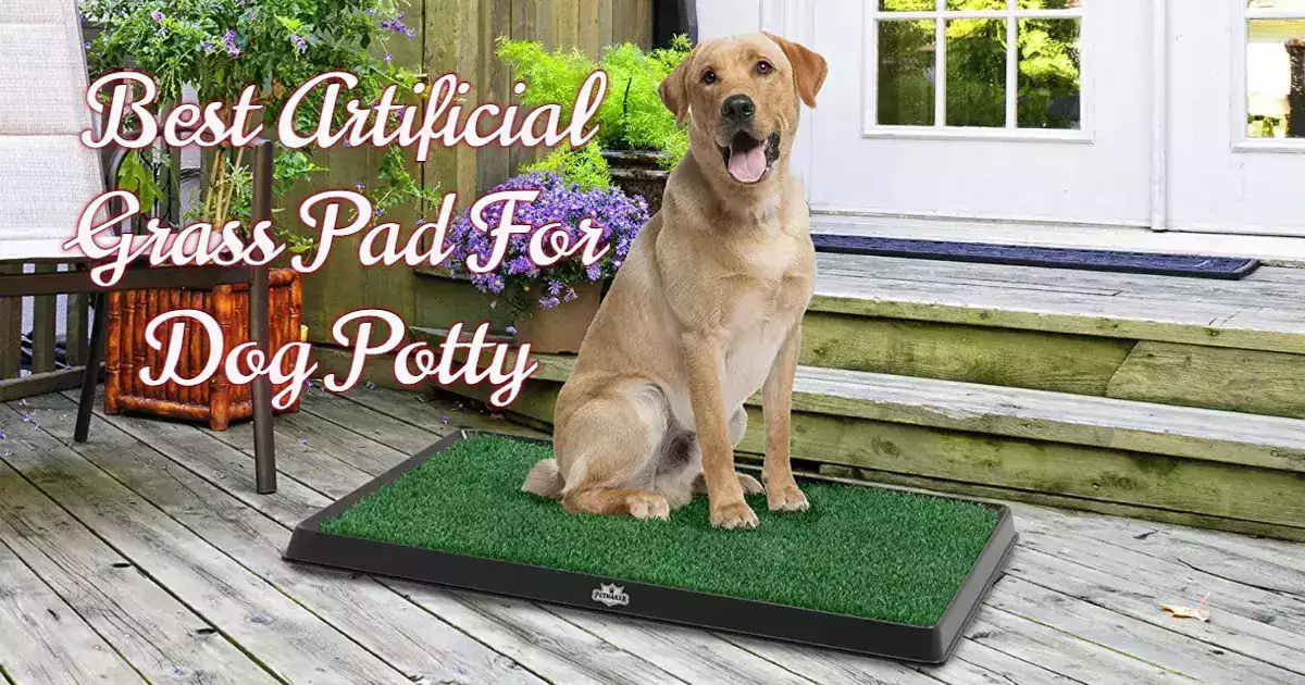 The Best Artificial Grass For Dog Potty by Universe For Pets Medium