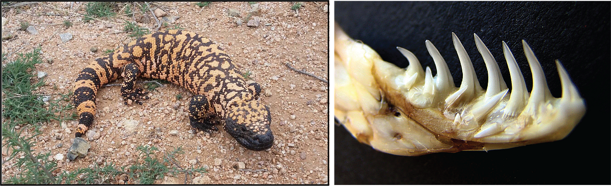where does glp 1 come from lizards The strange link between a venomous lizard and modern weight-loss drugs |  by Dr Chris Earl MOL-BIO