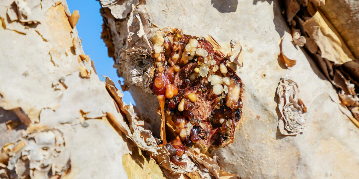 Sacred Resin, Modern Medicine: The Healing Power of Frankincense