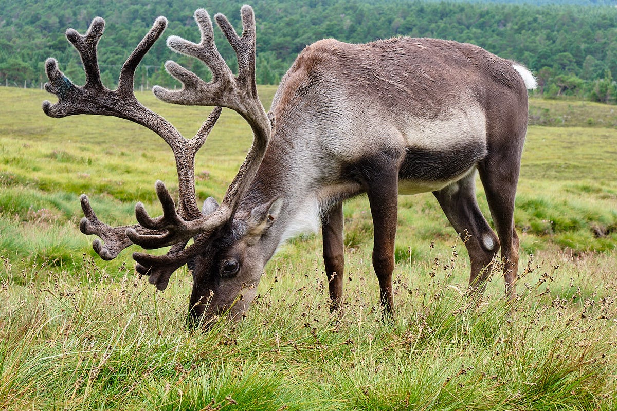 Walking with Reindeer in Scotland's Cairngorms | Globetrotters
