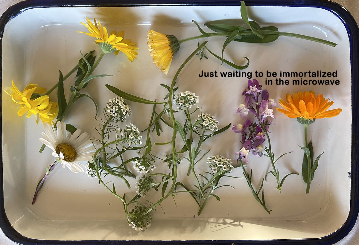 MICROWAVED FLOWERS? How to use a microwave flower press to dry or