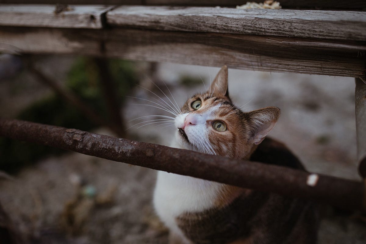 The Tech Inside a Baidu Engineer’s AI-Powered Cat Shelter | by Synced ...