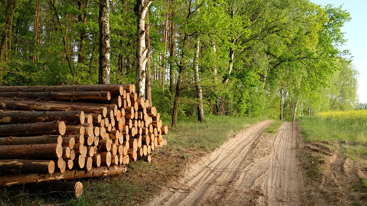 🌱 Sustainable Wood Species: Choosing Eco-Friendly Lumber