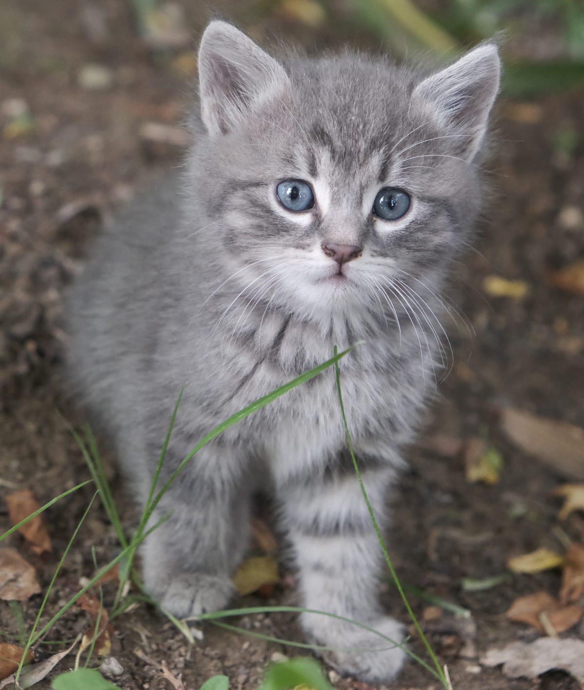 Why the kitten died A Heartbreaking Tale by Pawsome PetsLoop