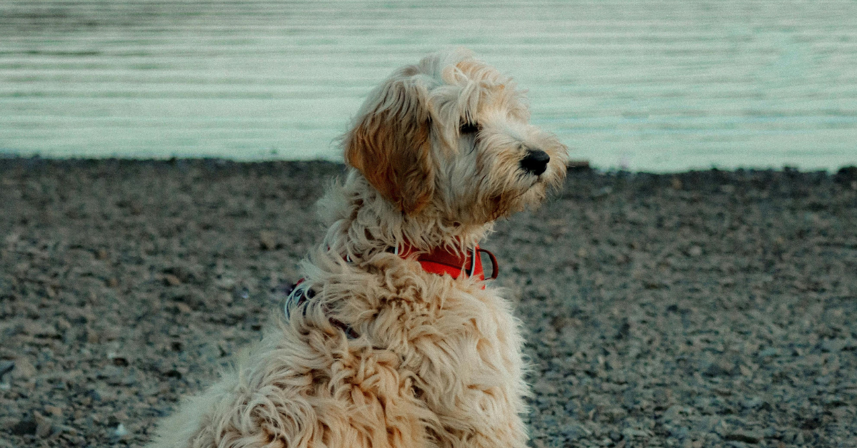 HOW MUCH FEED TO A LABRADOODLE PUPPY Dogfoodbar Medium