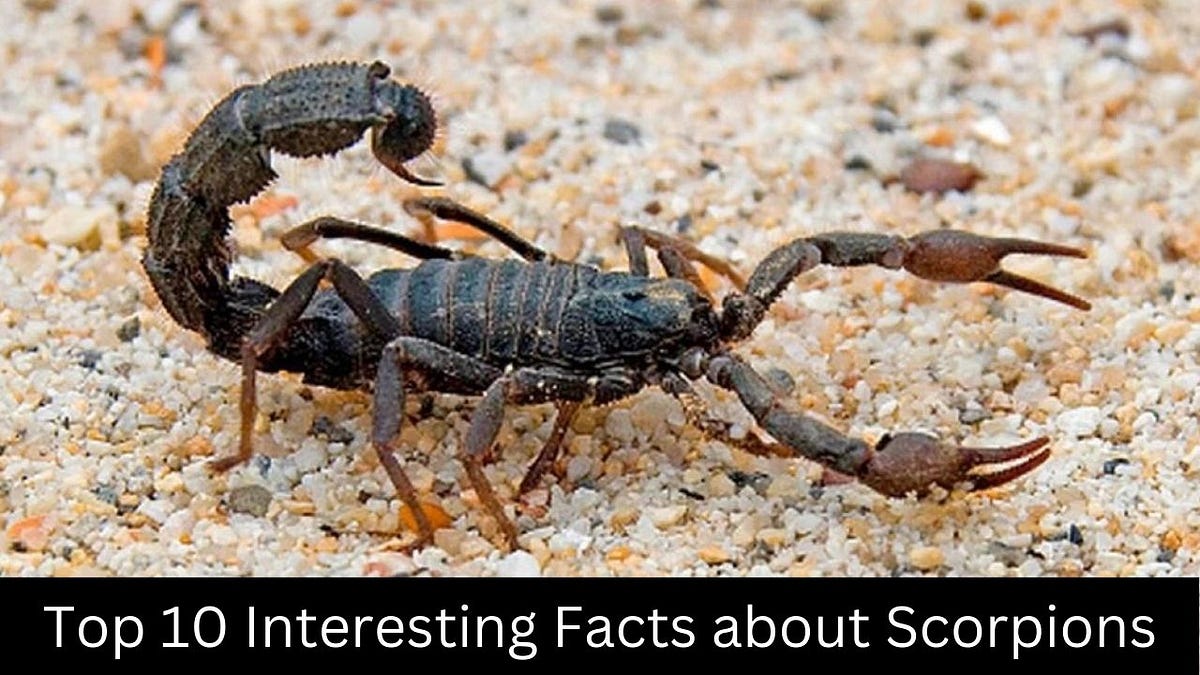 Interesting Facts about Scorpions — Coolest Fact | by Coolest Fact | Medium