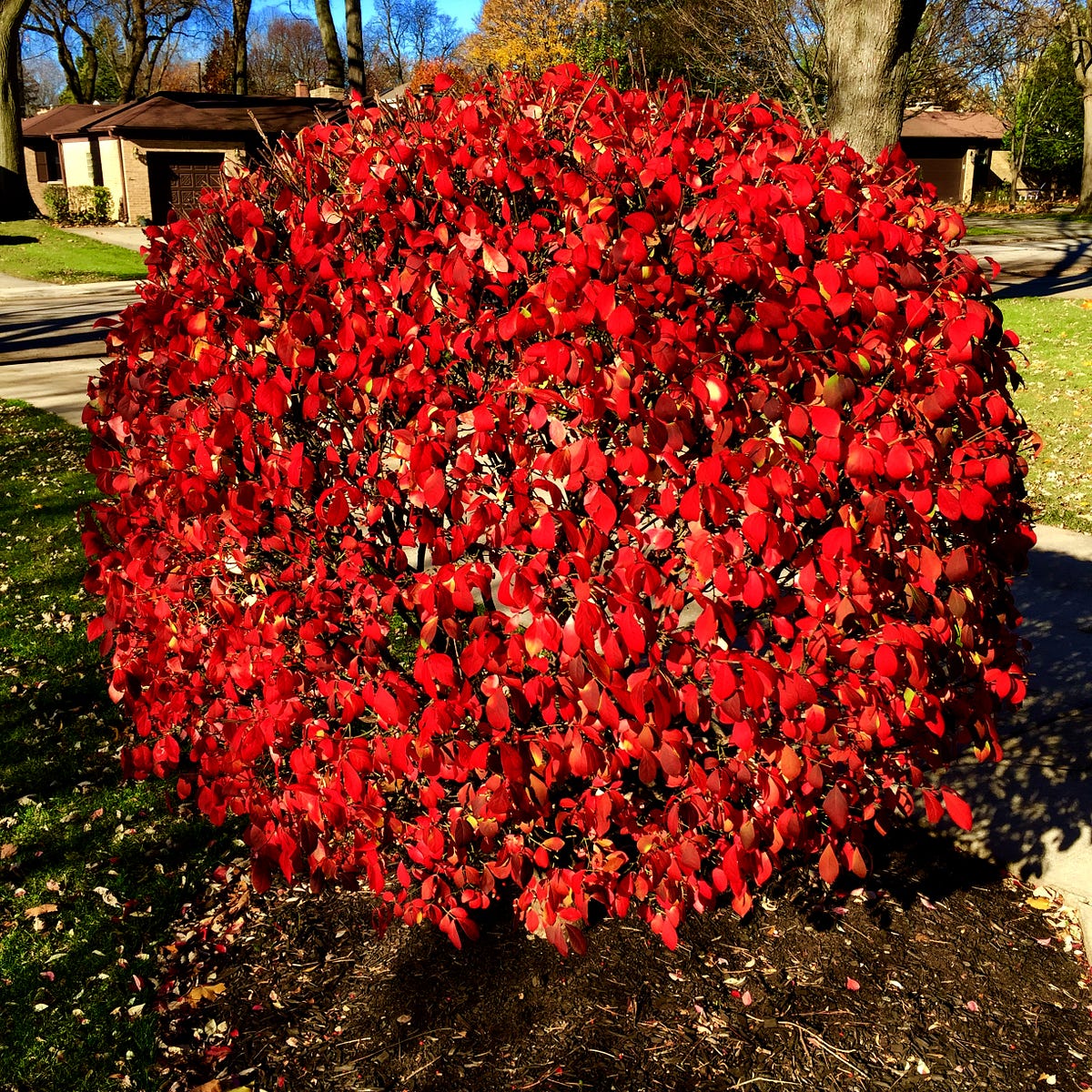 Meditation Short A Burning Bush. I was thinking that our Burning Bush