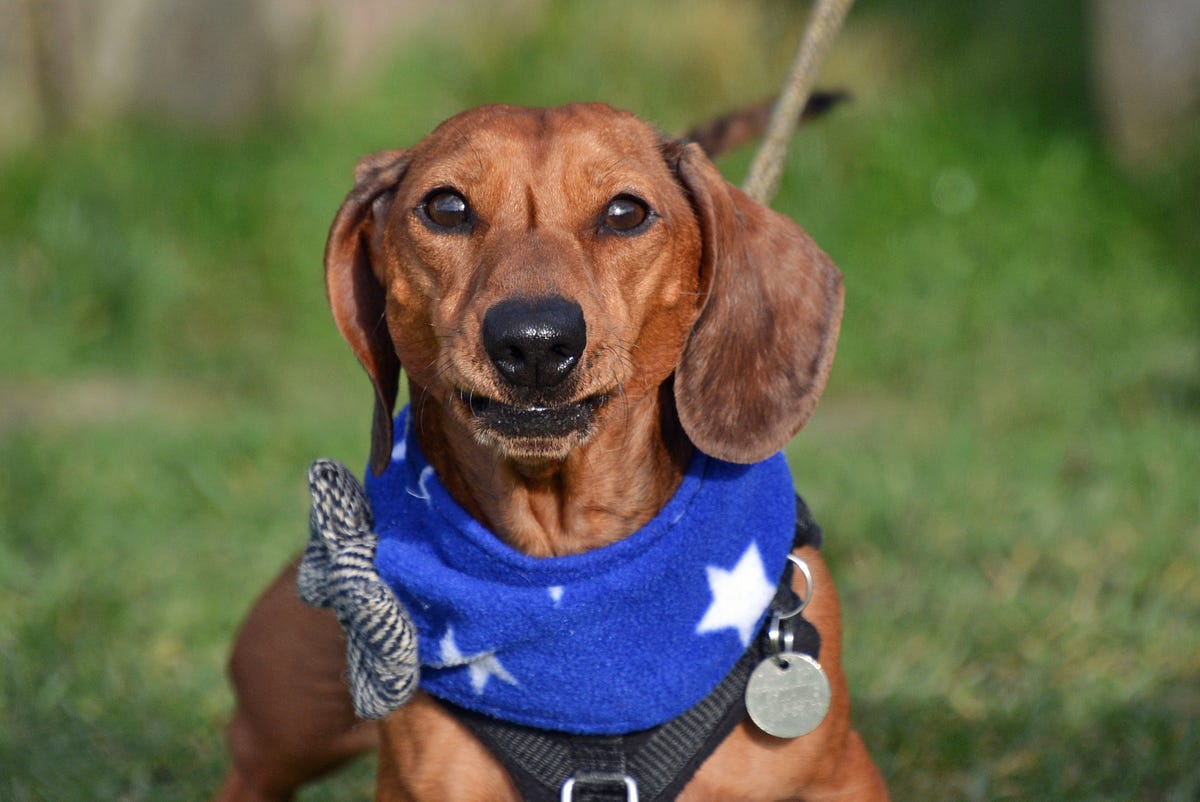 a-dog-photo-shoot-from-cuddly-bundles-of-fun-to-killers-by-susie