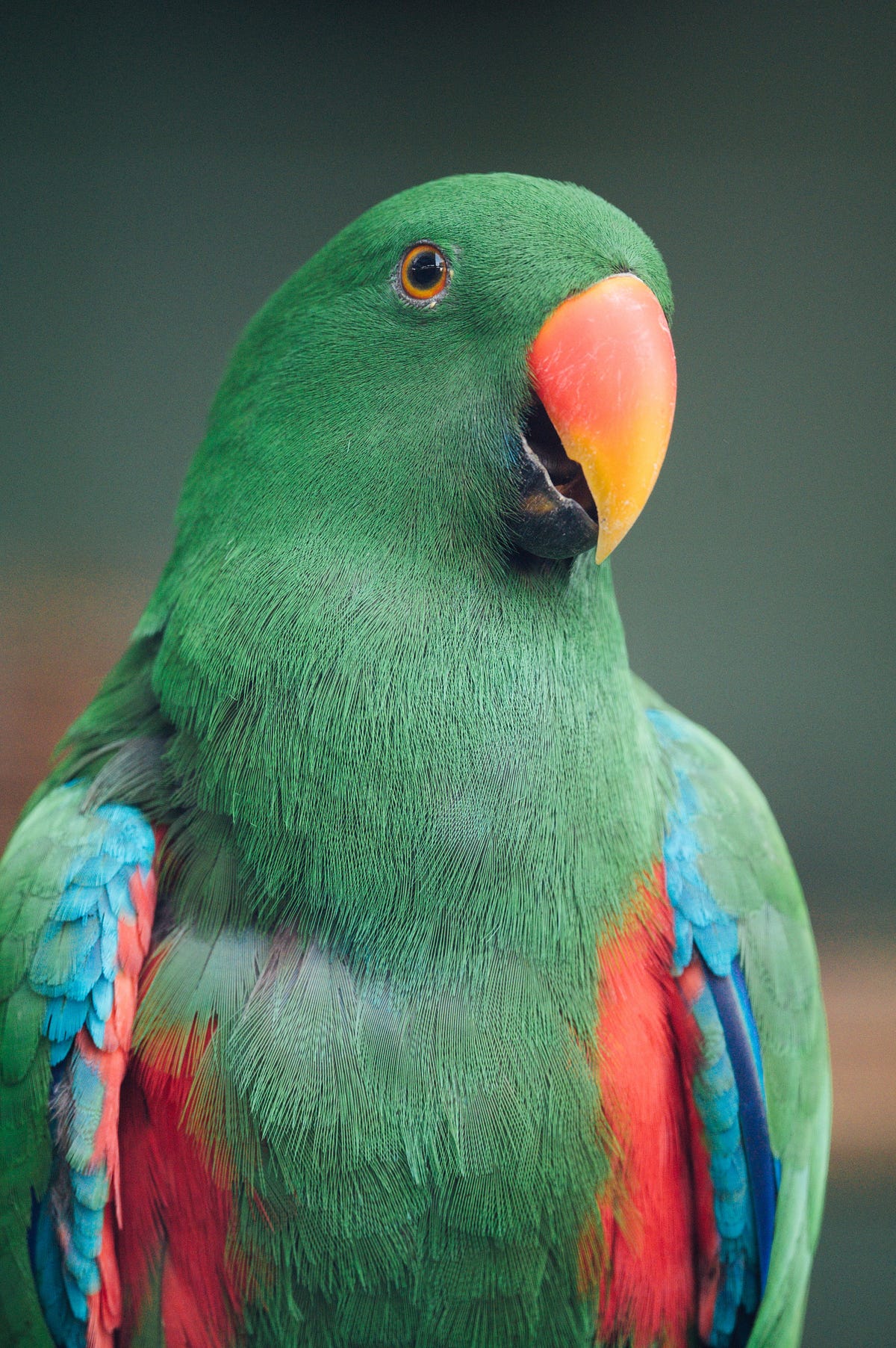Why Parrots Live So Long? Answered! Medium