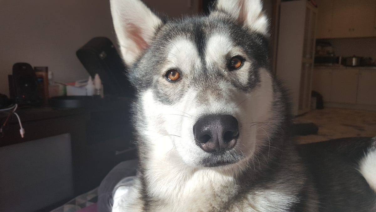 What to do when your dog doesn’t chew their food. by Deanna Marshman