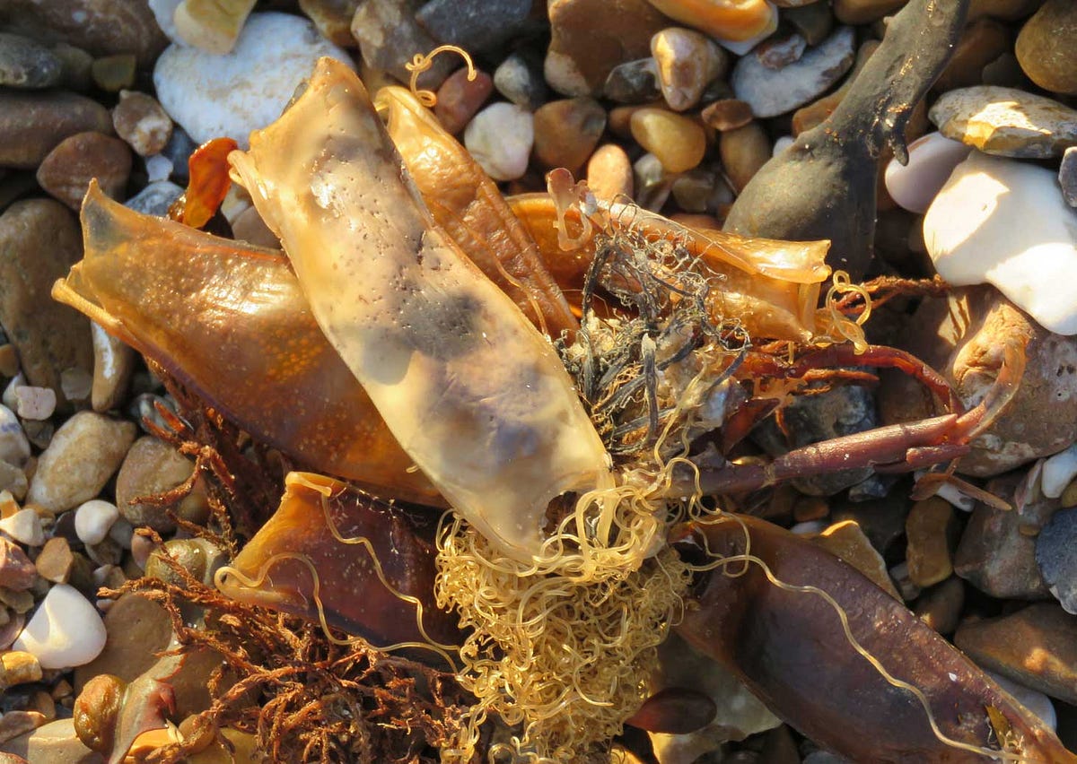 Mermaid Purse How it Looks like and Where to Find It by isong