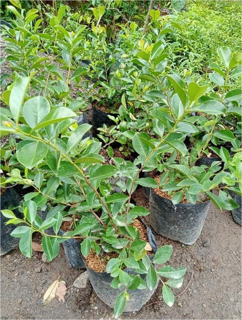 Bibit Leci Merah Jambu Purworejo Terlengkap | by Marlino Kemuning | Medium