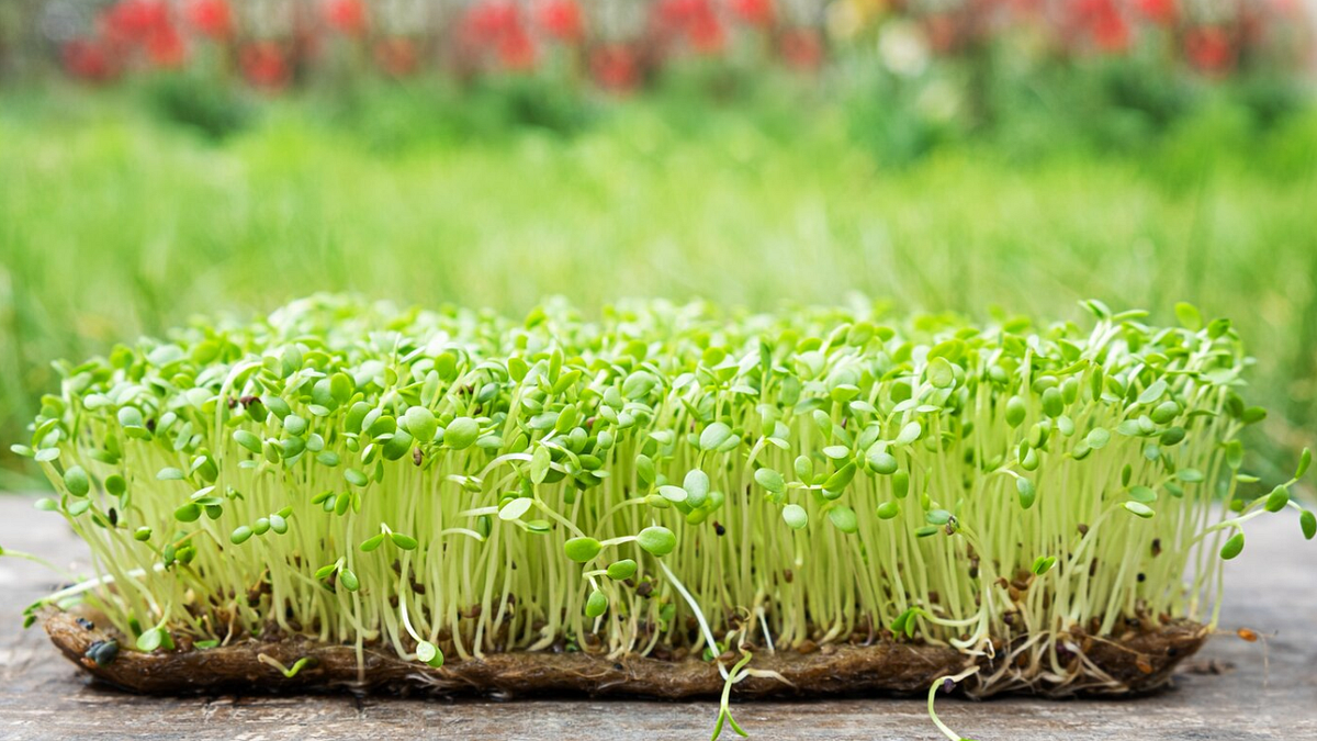 How to Write Herbs Farming Business Plan? Guide & Template by Ivan