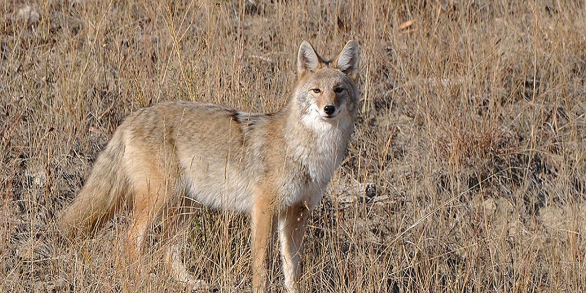 How to hunt Coyote? 5 steps for beginners to hunt Successfully by Amiron Carro Medium