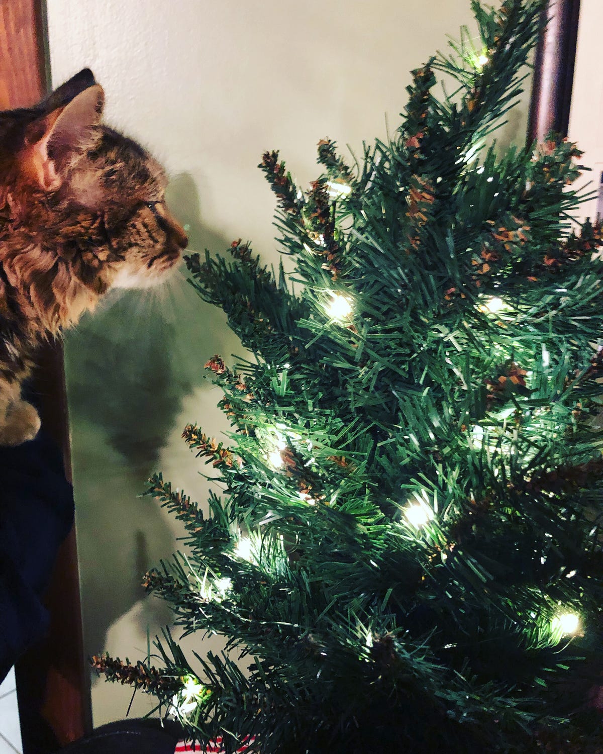 Cats, Christmas Trees, and the Best Commercial Ever by Kerry Purvis